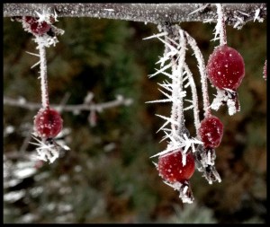 WAVphoto winterberry